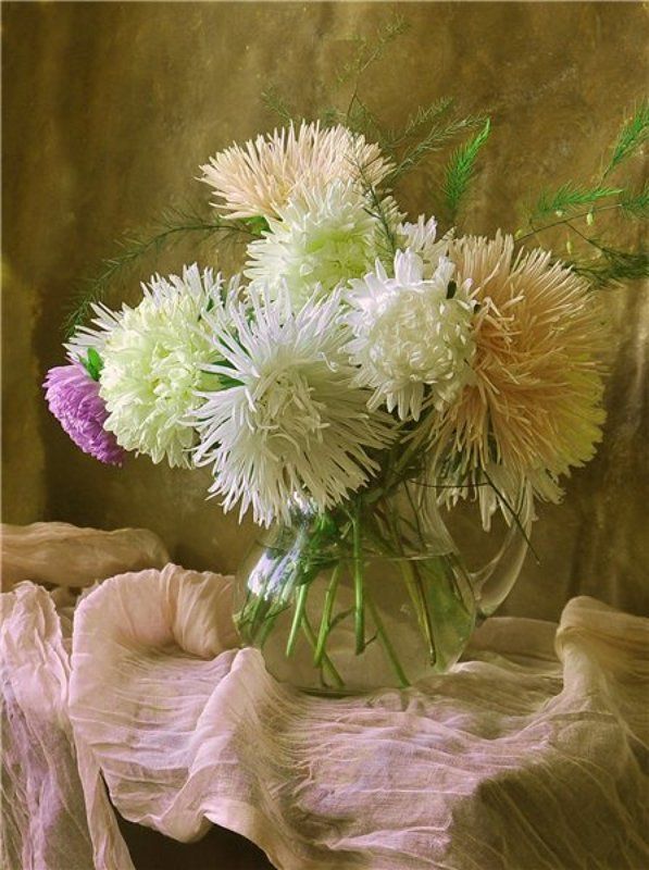 Астры фото превью