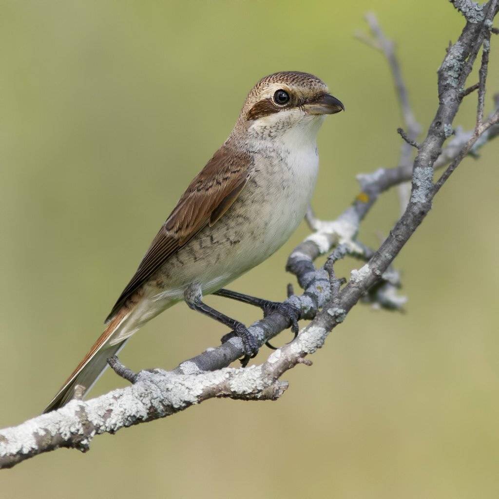 , Ляпустин Юра