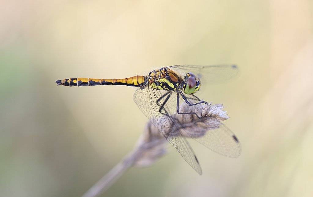 , Сергей Таланов