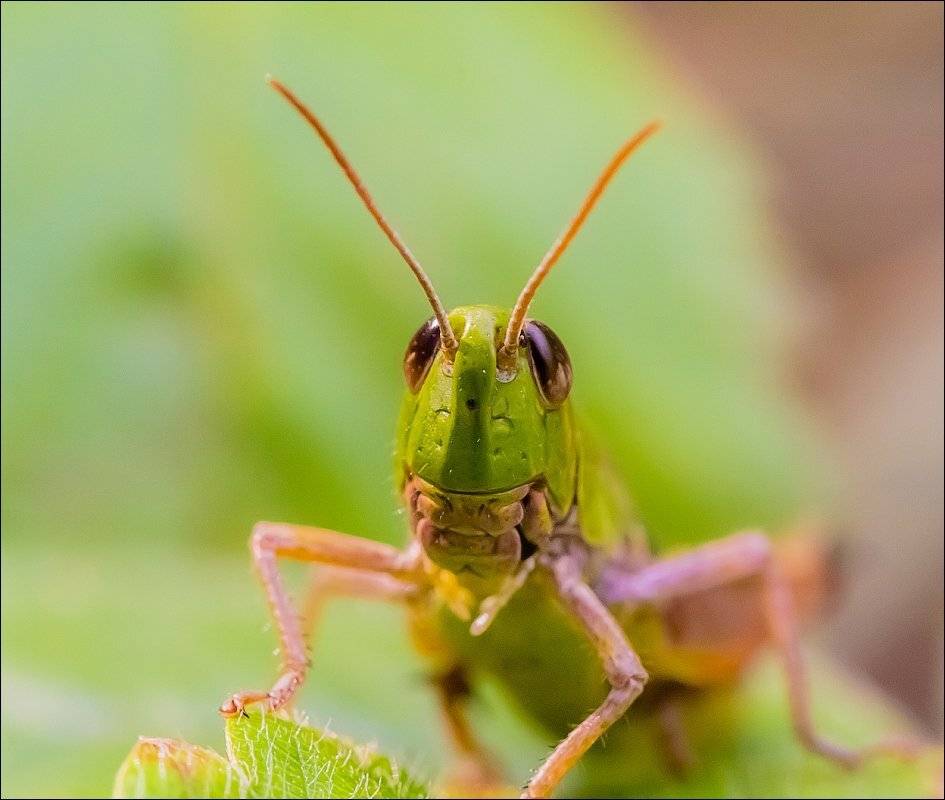 , Бурлов Андрей