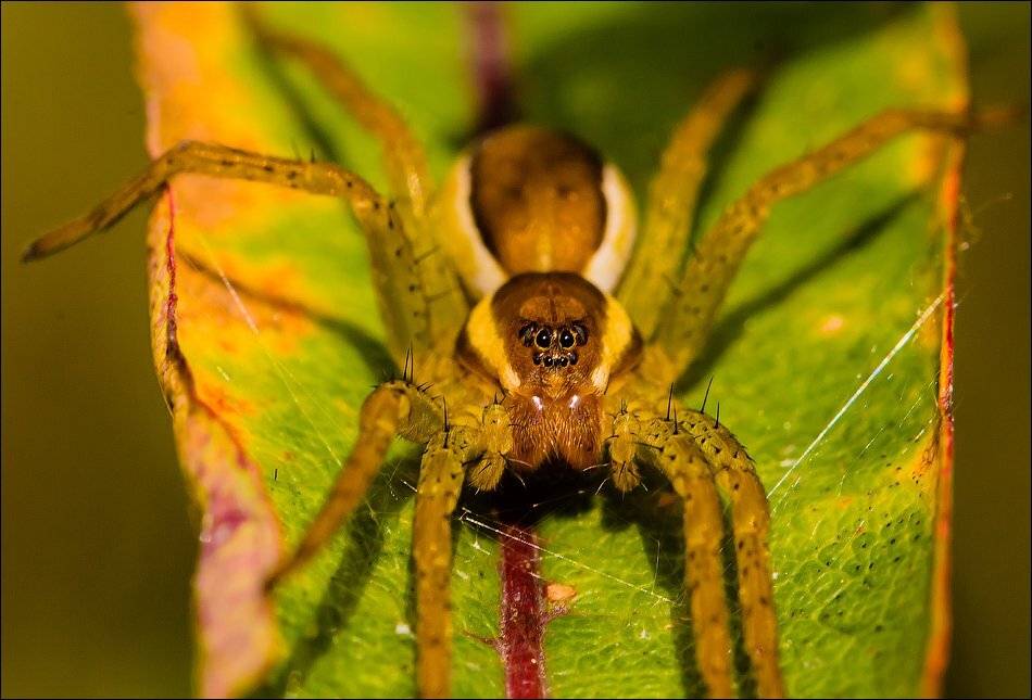 , Бурлов Андрей