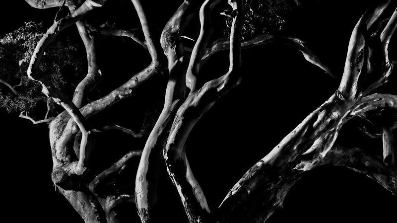 Танец эвкалиптов фото превью