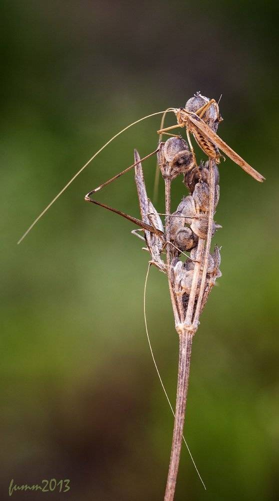 , Игорь ФУММ