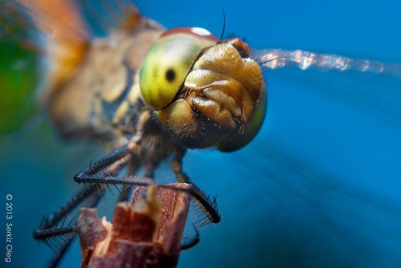 Sympetrum dragonfy фото превью