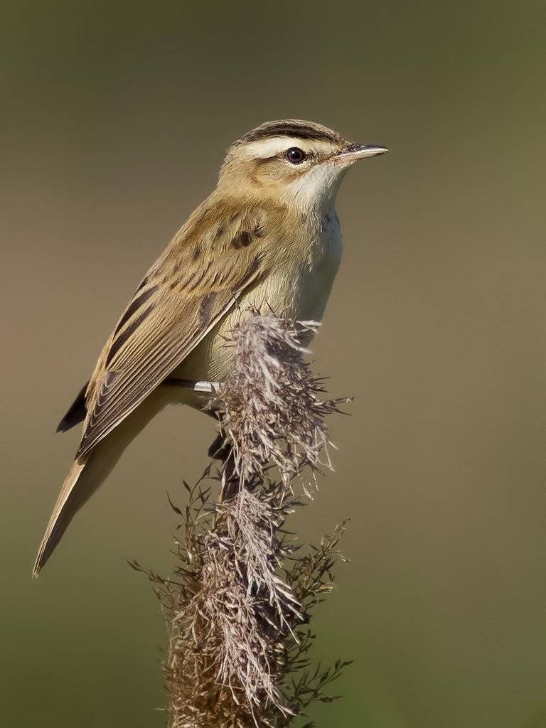, Ляпустин Юра
