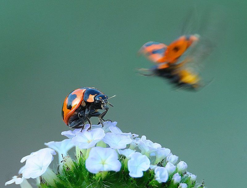 DQD Macro фото превью