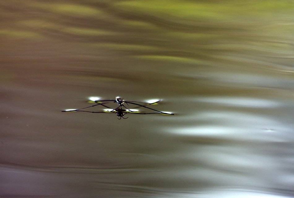 , Иваненко Светлана