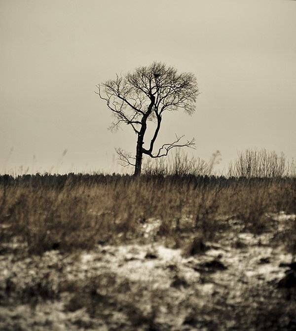 Tree, Весна, Дерево, Небо, Природа, Россия, Санкт-петербург, Снег, Трава, Рустем Галямов