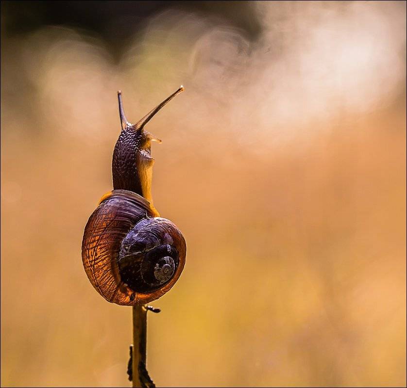 , Бурлов Андрей