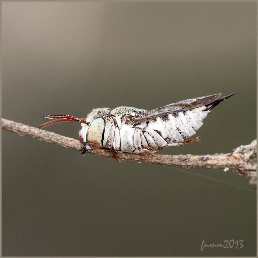 , Игорь ФУММ