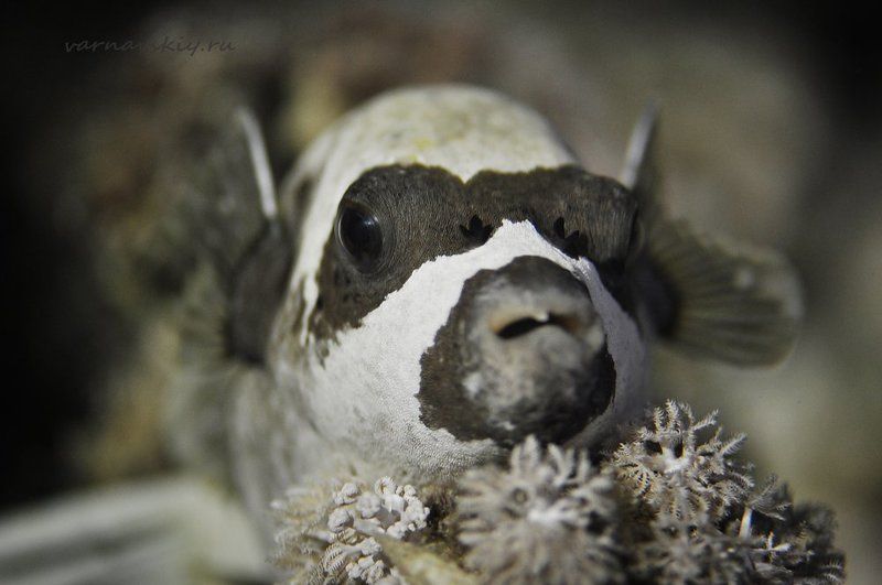 Нет в жизни счастья.. фото превью