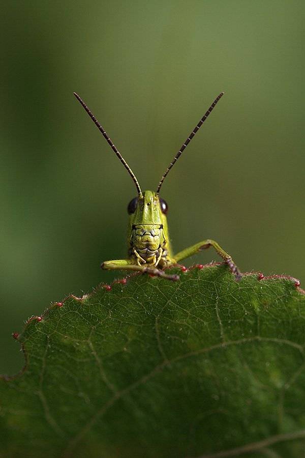 , Сергей Таланов
