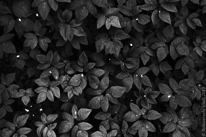 Листья фото превью