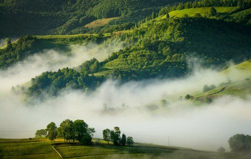 Green Waves
