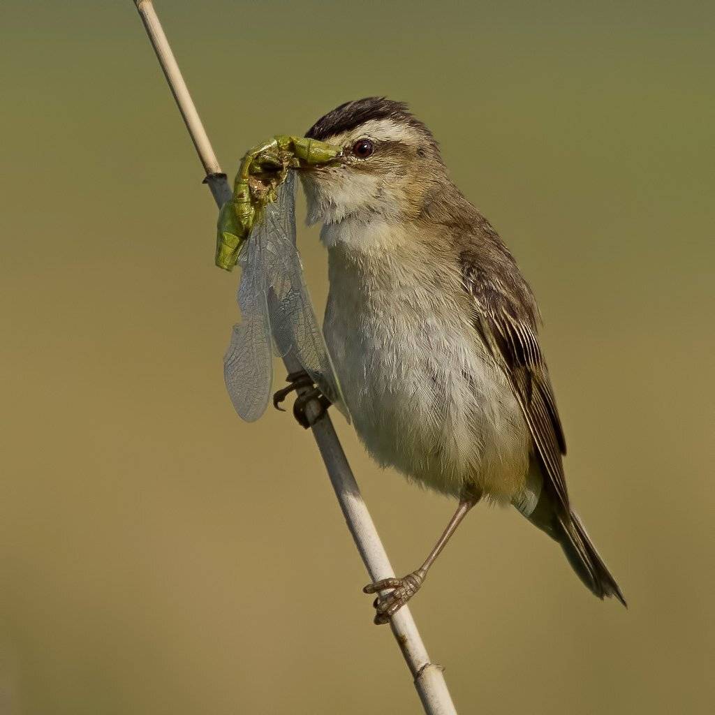 , Ляпустин Юра