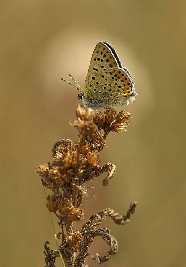 , Чепленко Алексей