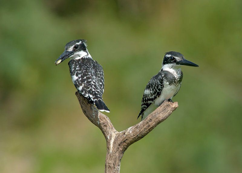 Пегие зимородки фото превью