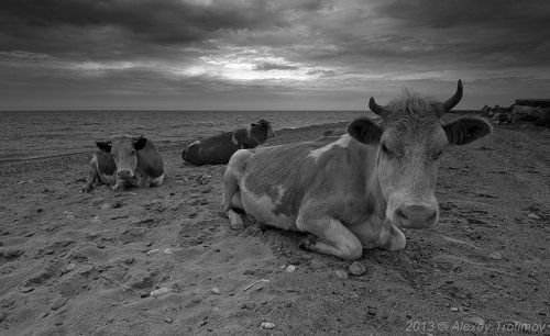 Baikalian Sacred Cows