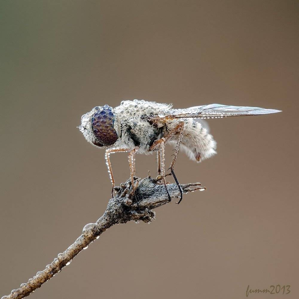 , Игорь ФУММ