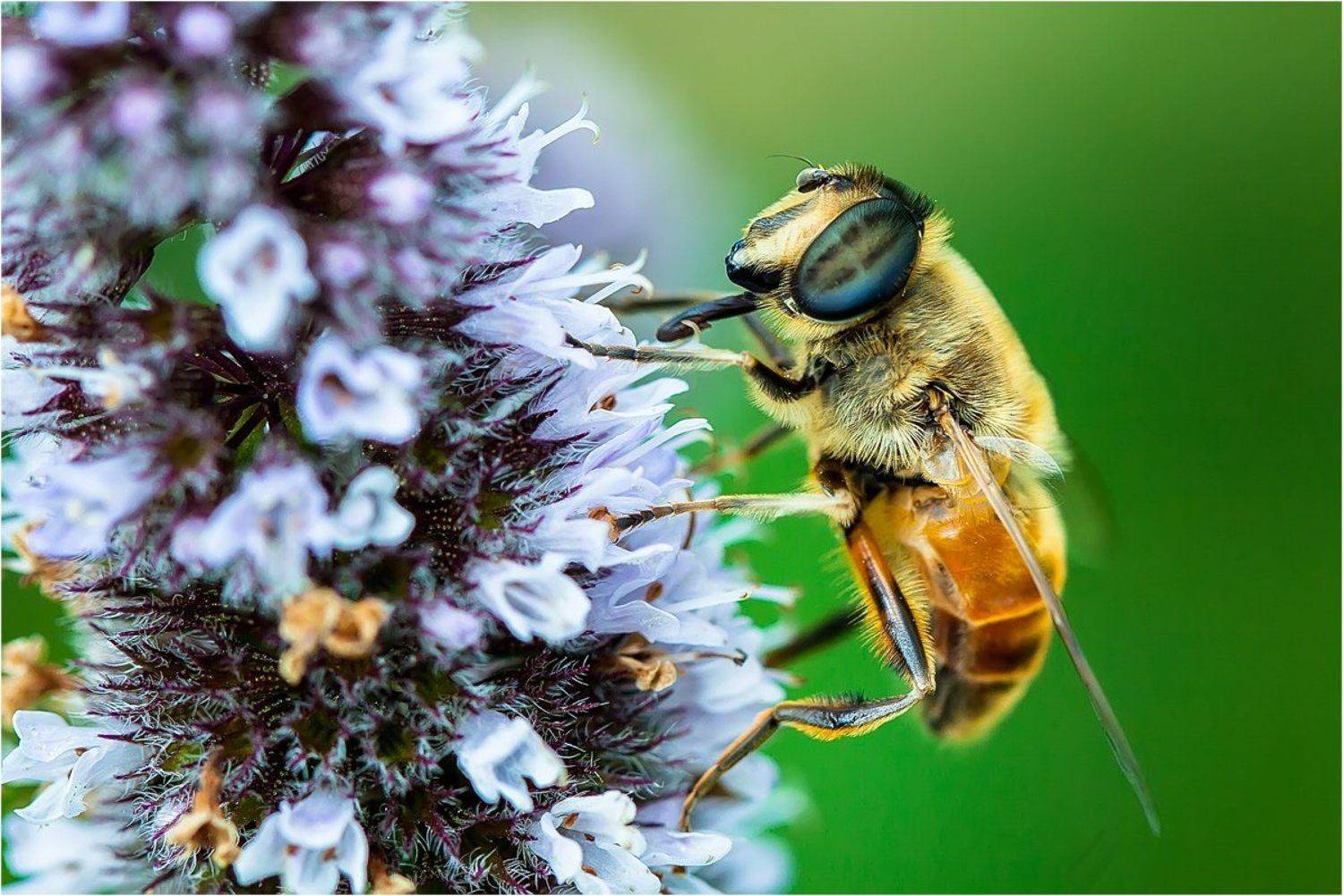 , Uncle_Vova (Владимир Веснин)