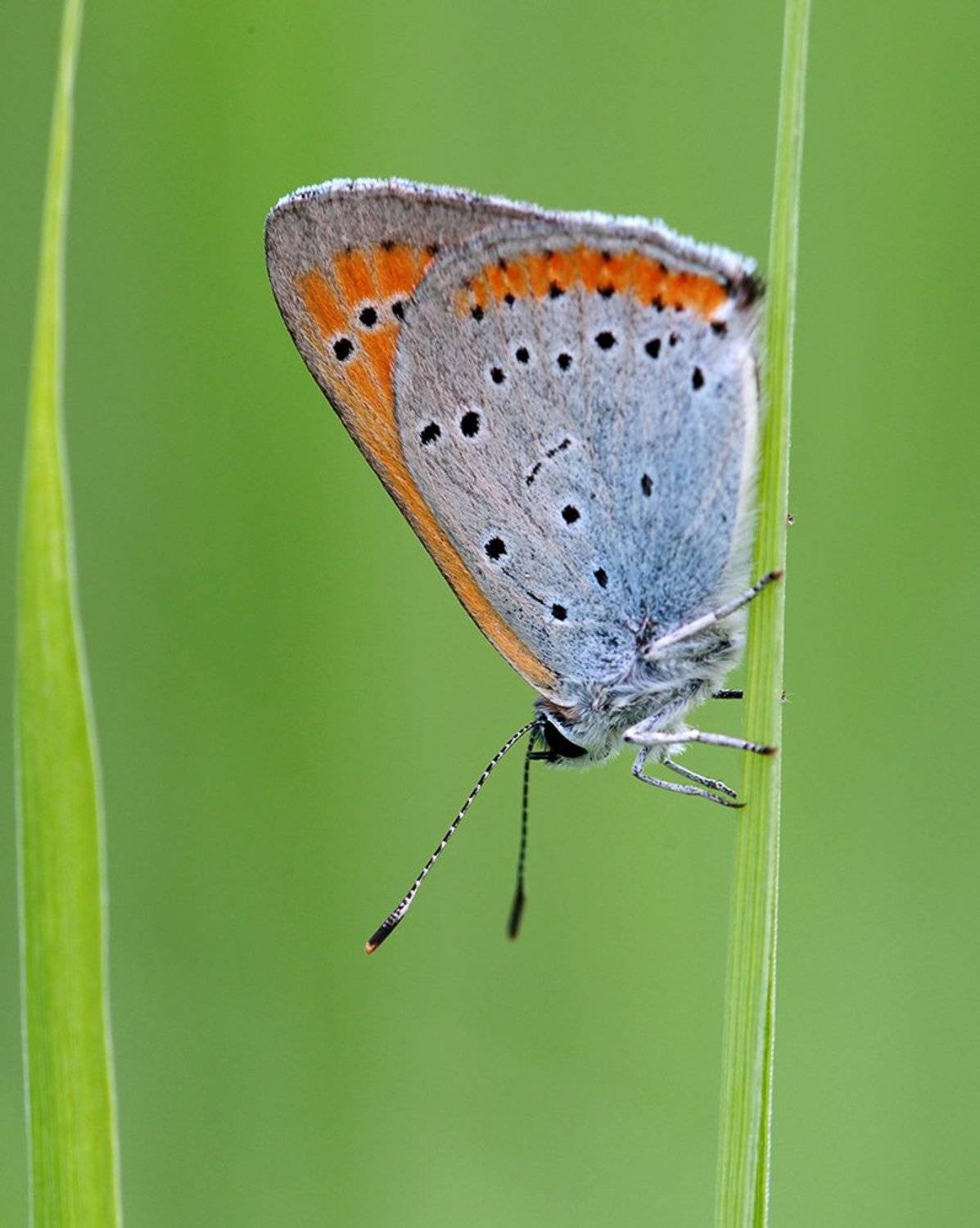 Lycaena dispar, Бабочка, Червонец, Червонец непарный, Alexey Gnilenkov
