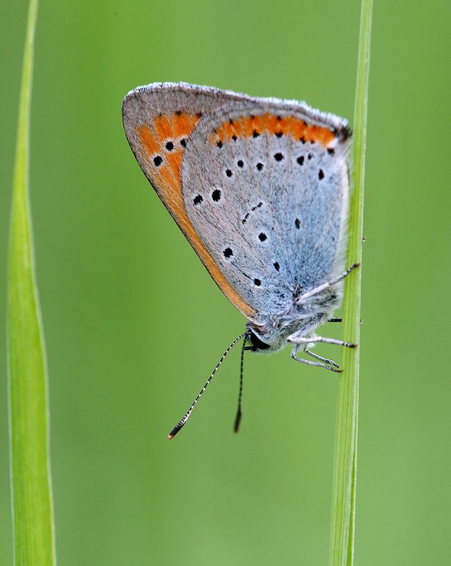 Lycaena dispar, Бабочка, Червонец, Червонец непарный Червонец непарный фото превью