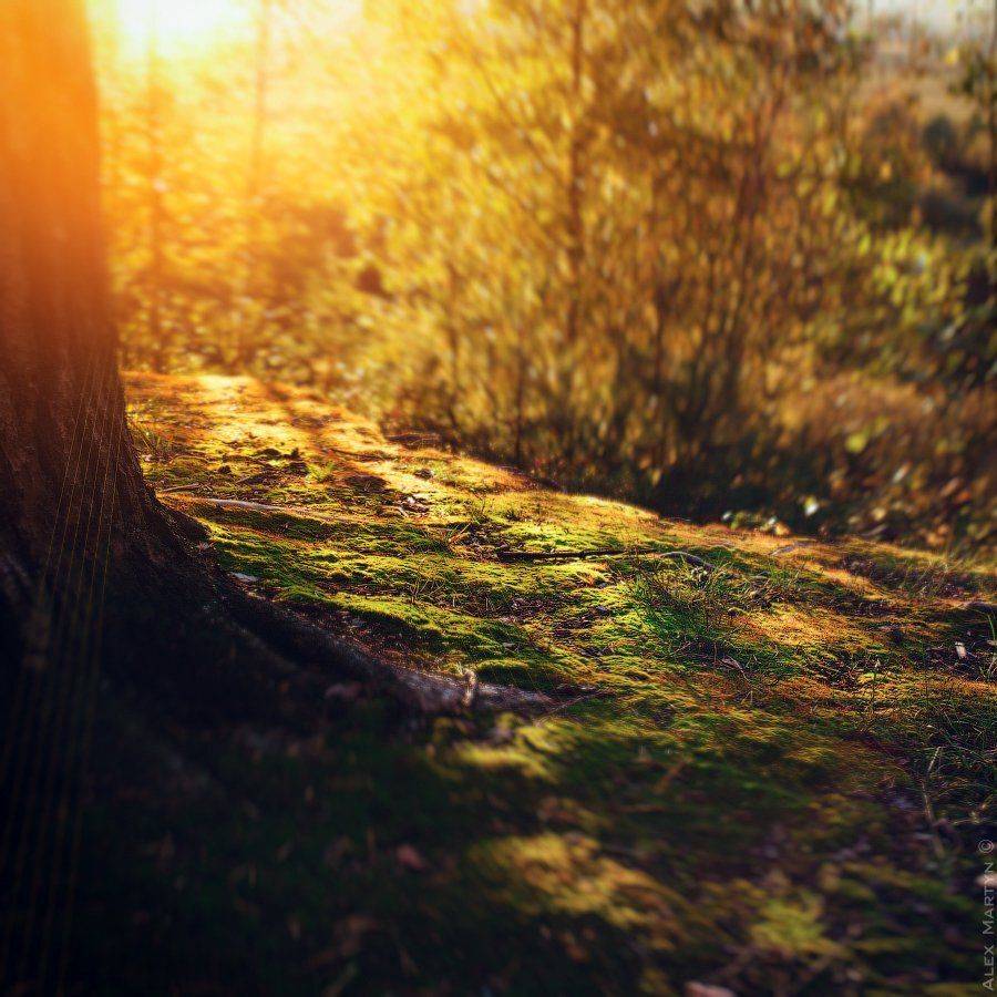 Закат, Лучи, Мох, Свет, Фокус, Alexander Martynov