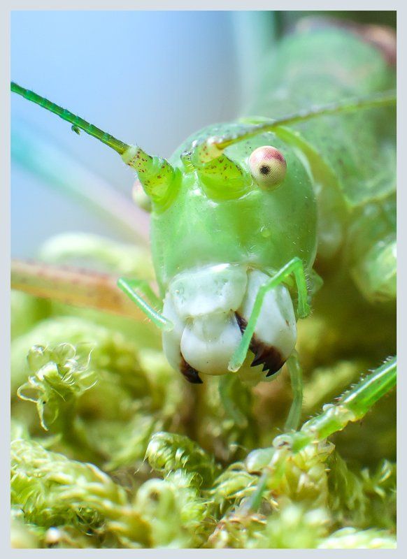 ... фото превью