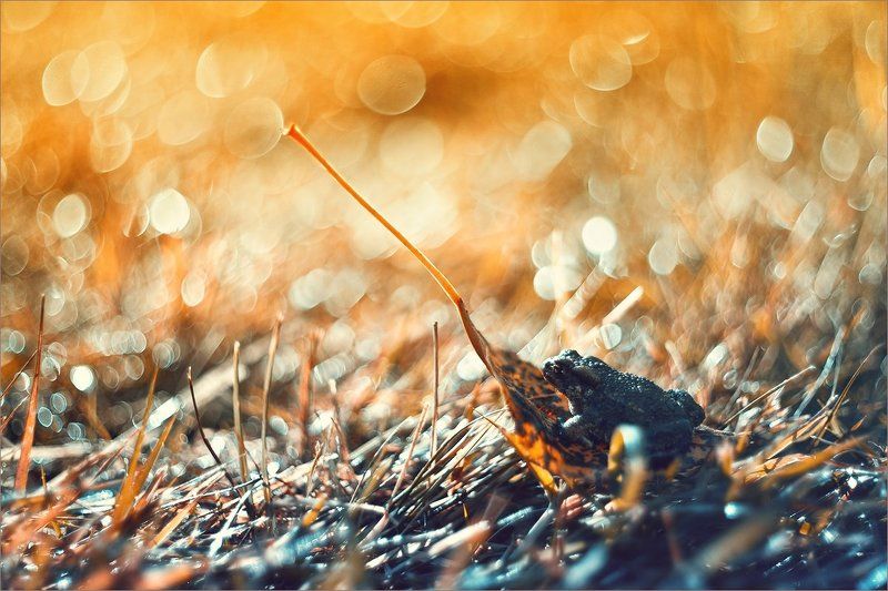 Про царевну... фото превью