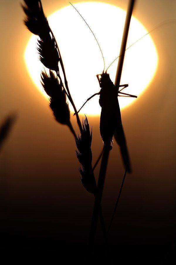 , Сергей Таланов