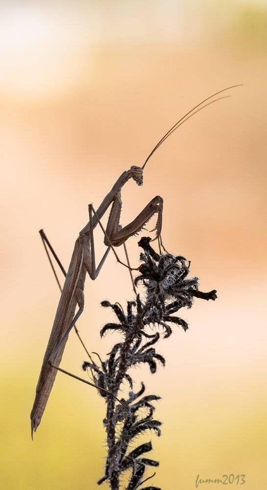 , Игорь ФУММ