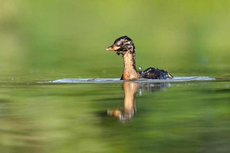 Tachybaptus ruficollis фото превью