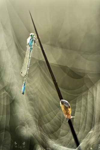 Sunrises and sunset.