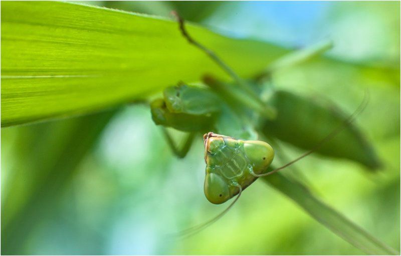 ... фото превью