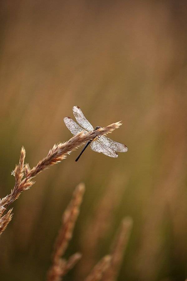 , Сергей Таланов
