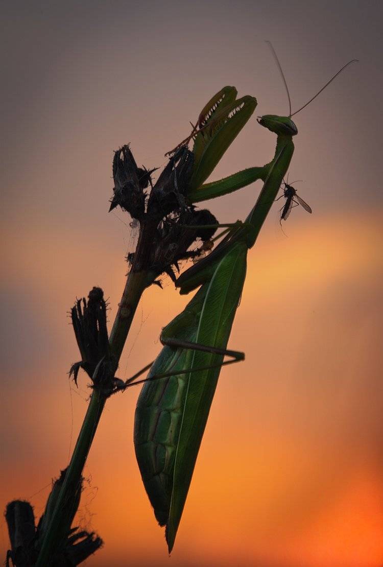 , Андрей Канышев