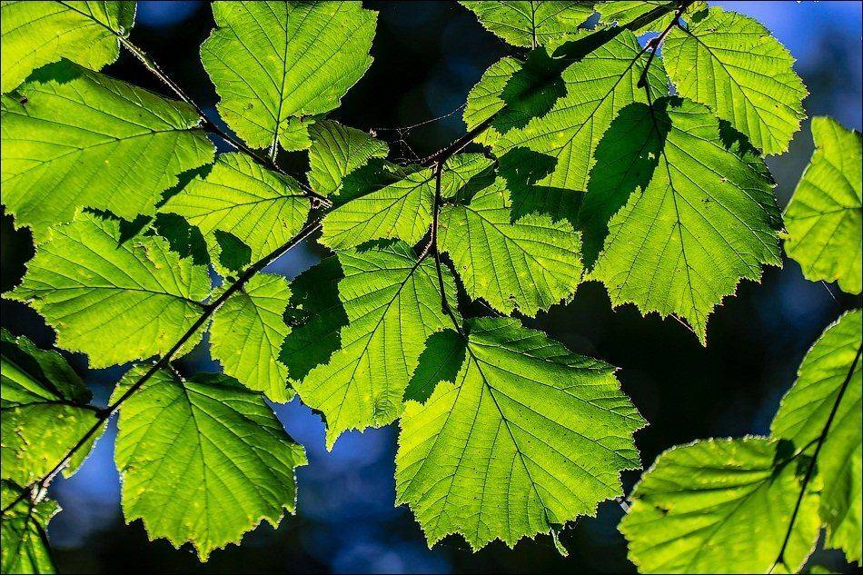 , Бурлов Андрей