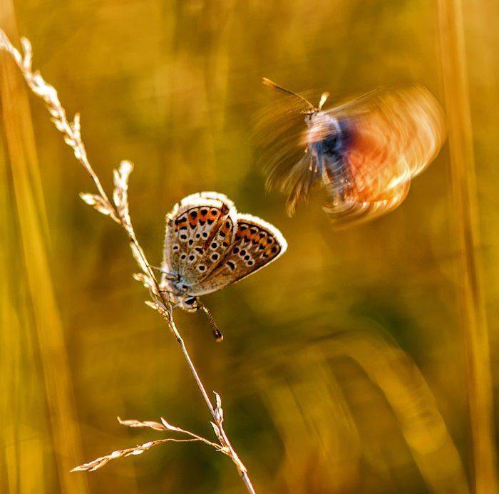 , Татьяна Аверина