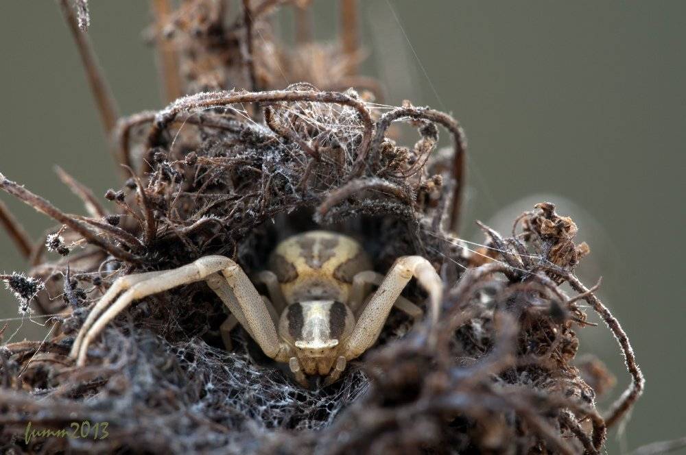 , Игорь ФУММ