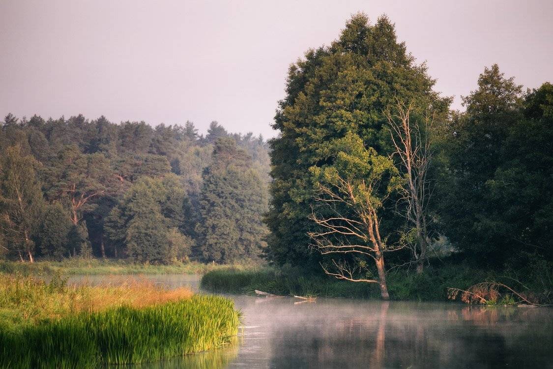 , Вейзе Максим