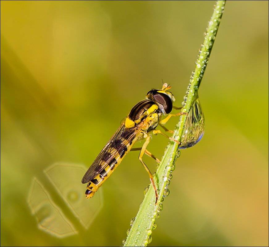 , Бурлов Андрей