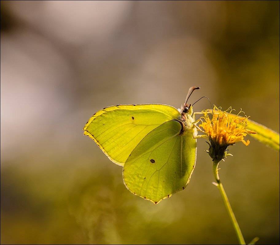 , Бурлов Андрей