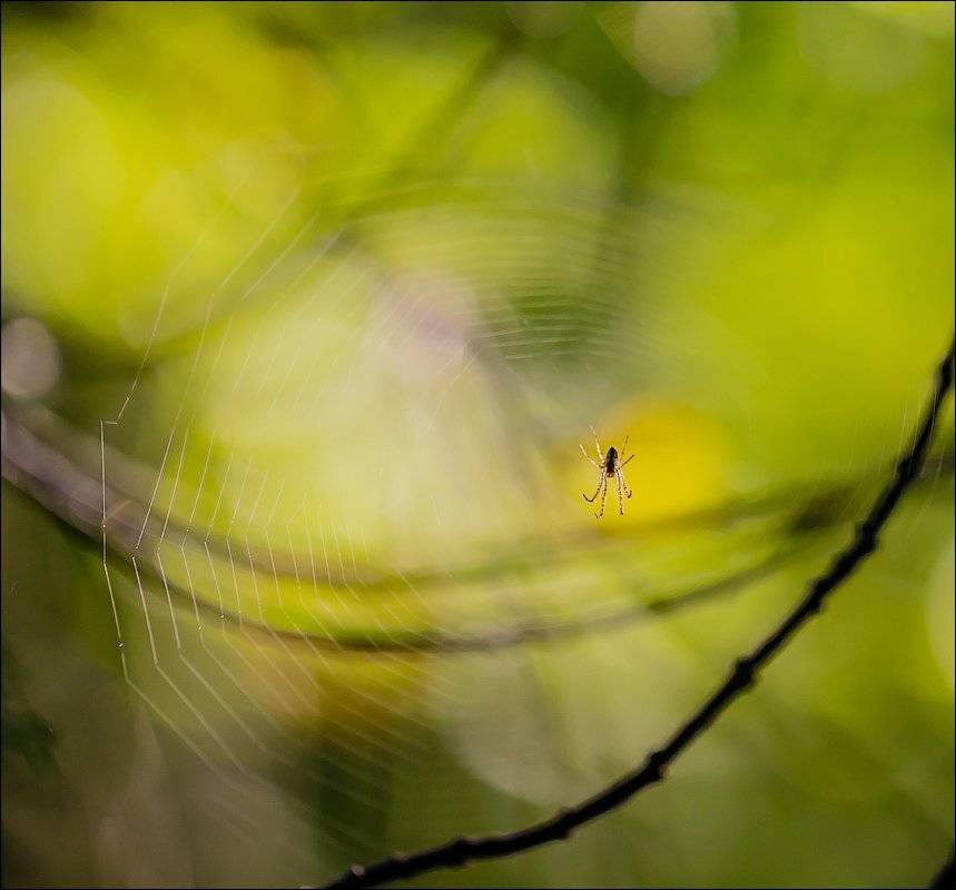 , Бурлов Андрей