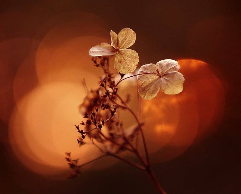 , Kasia Mycatherina Pietraszko