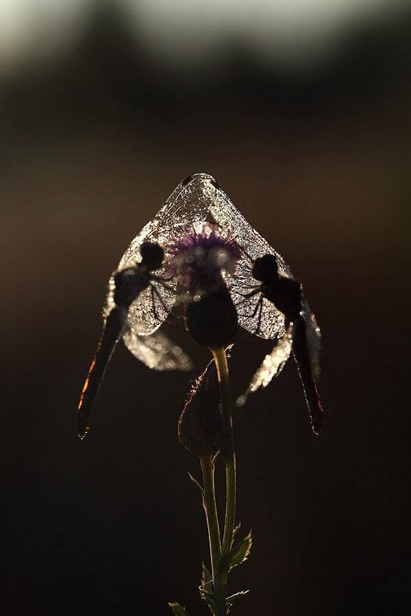 , Сергей Таланов