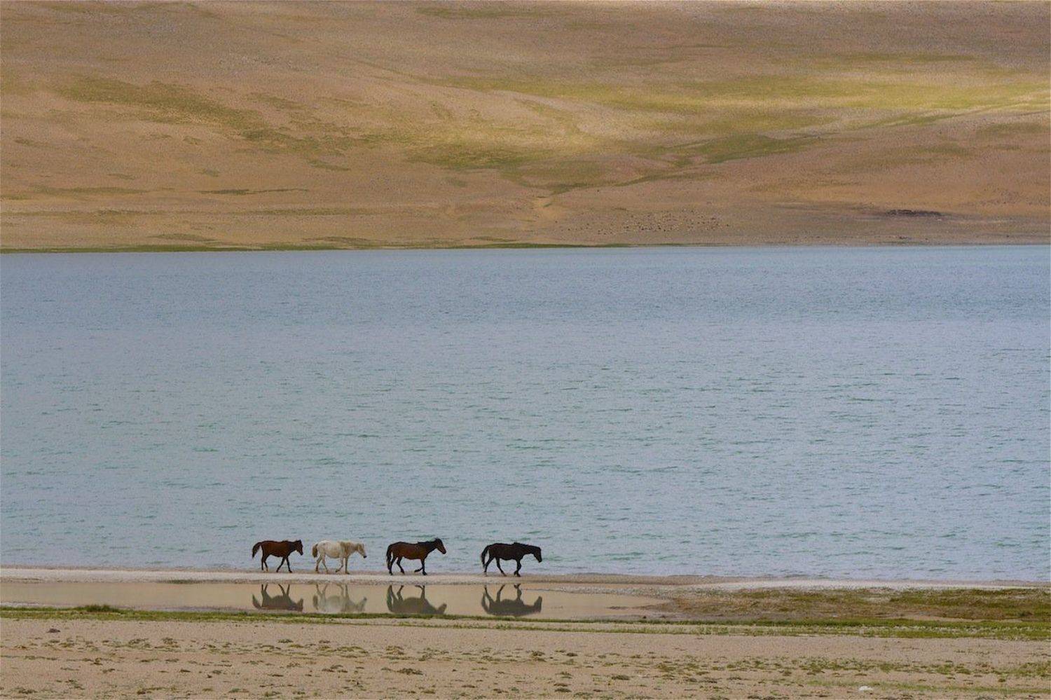Берега, Лошади, Отражение, Ирина Назарова