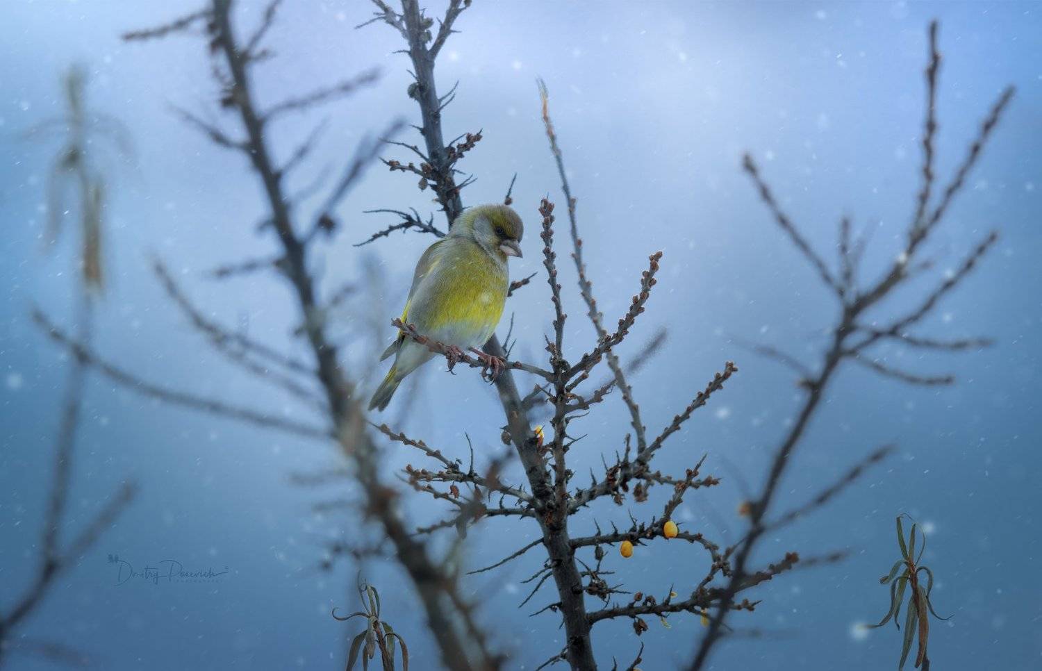 природа, лес, поля, огороды, животные, птицы, макро, Дмитрий Посевич