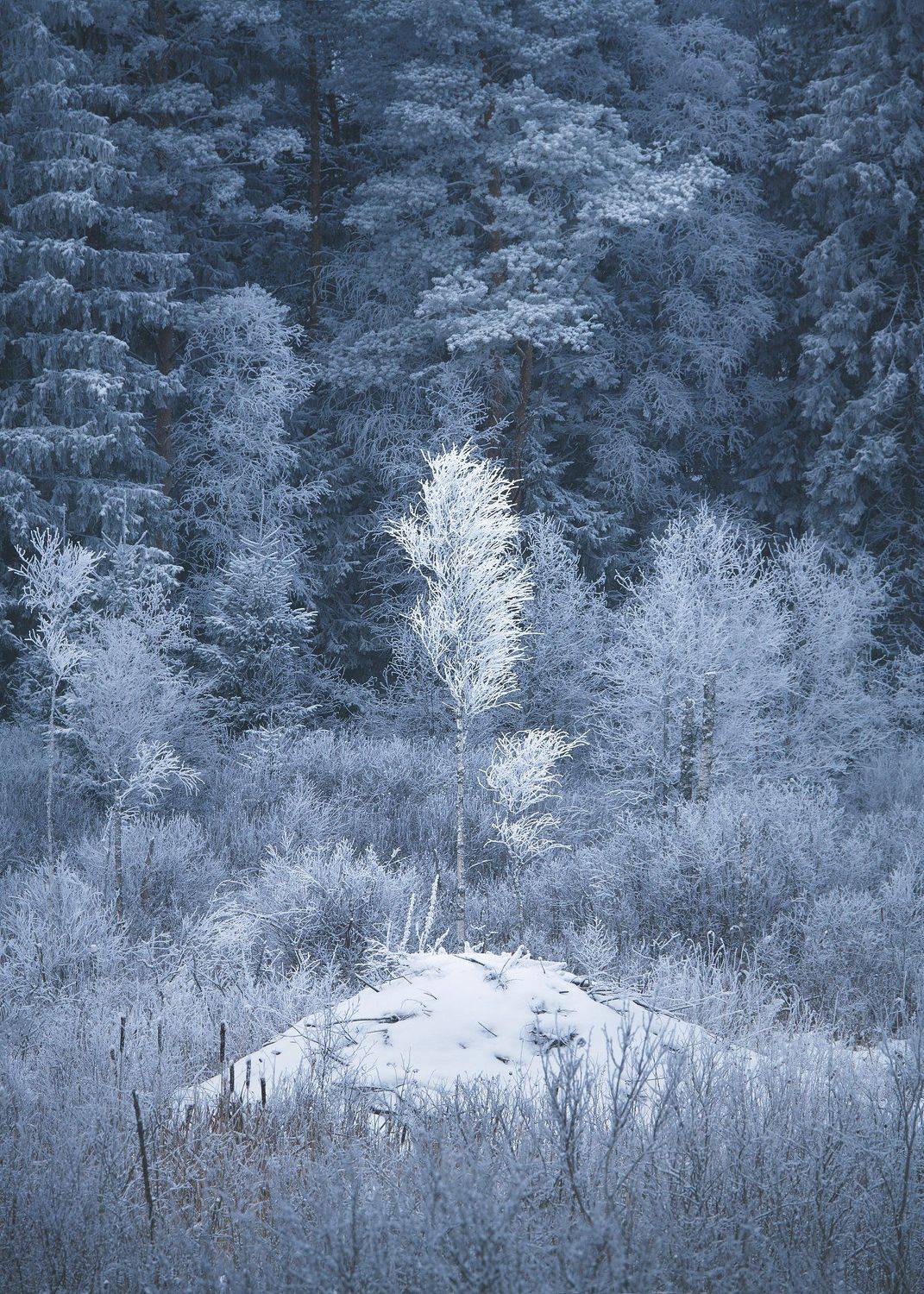 , Антон Кононов