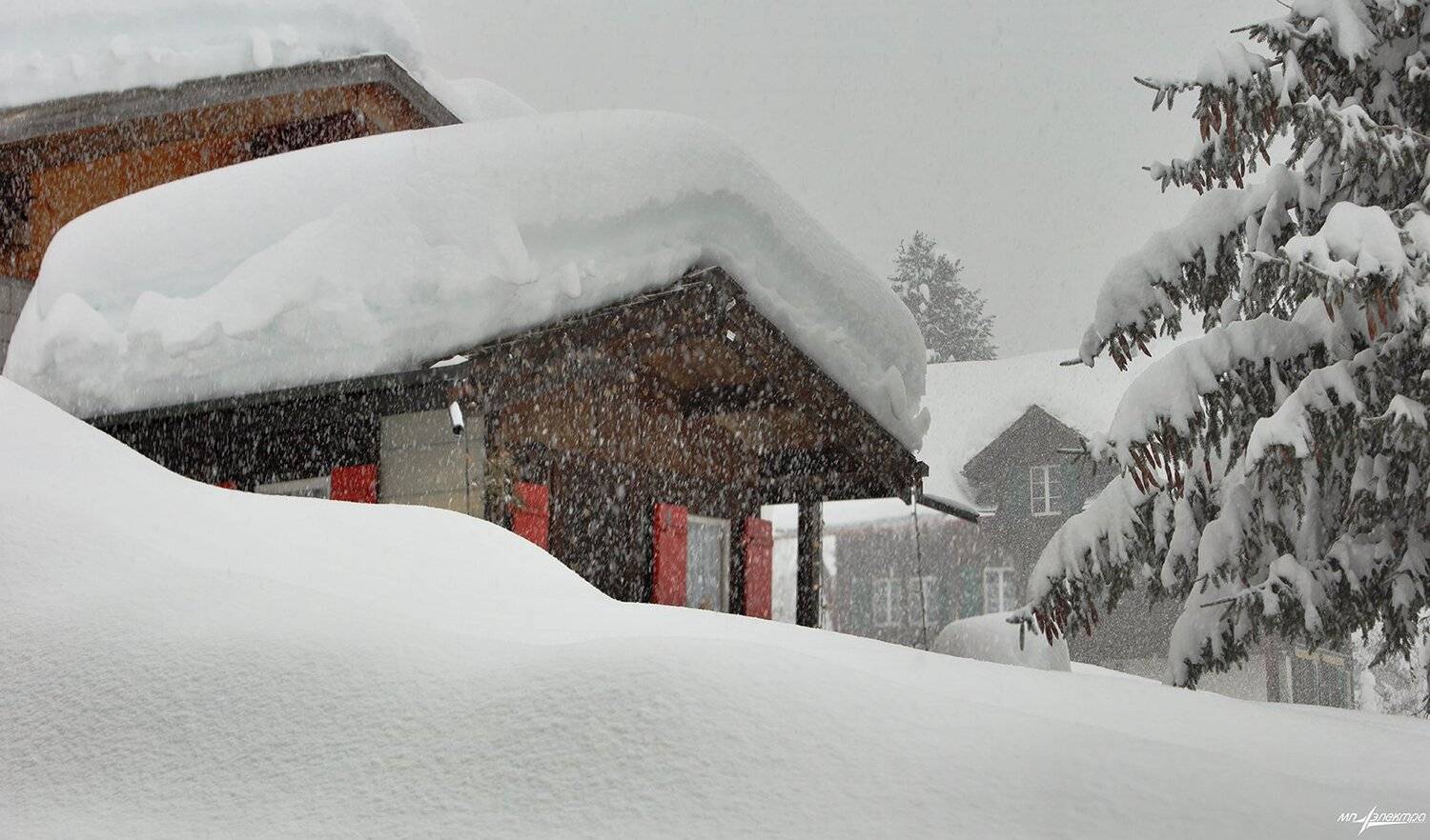 swiss, Матвеев Николай
