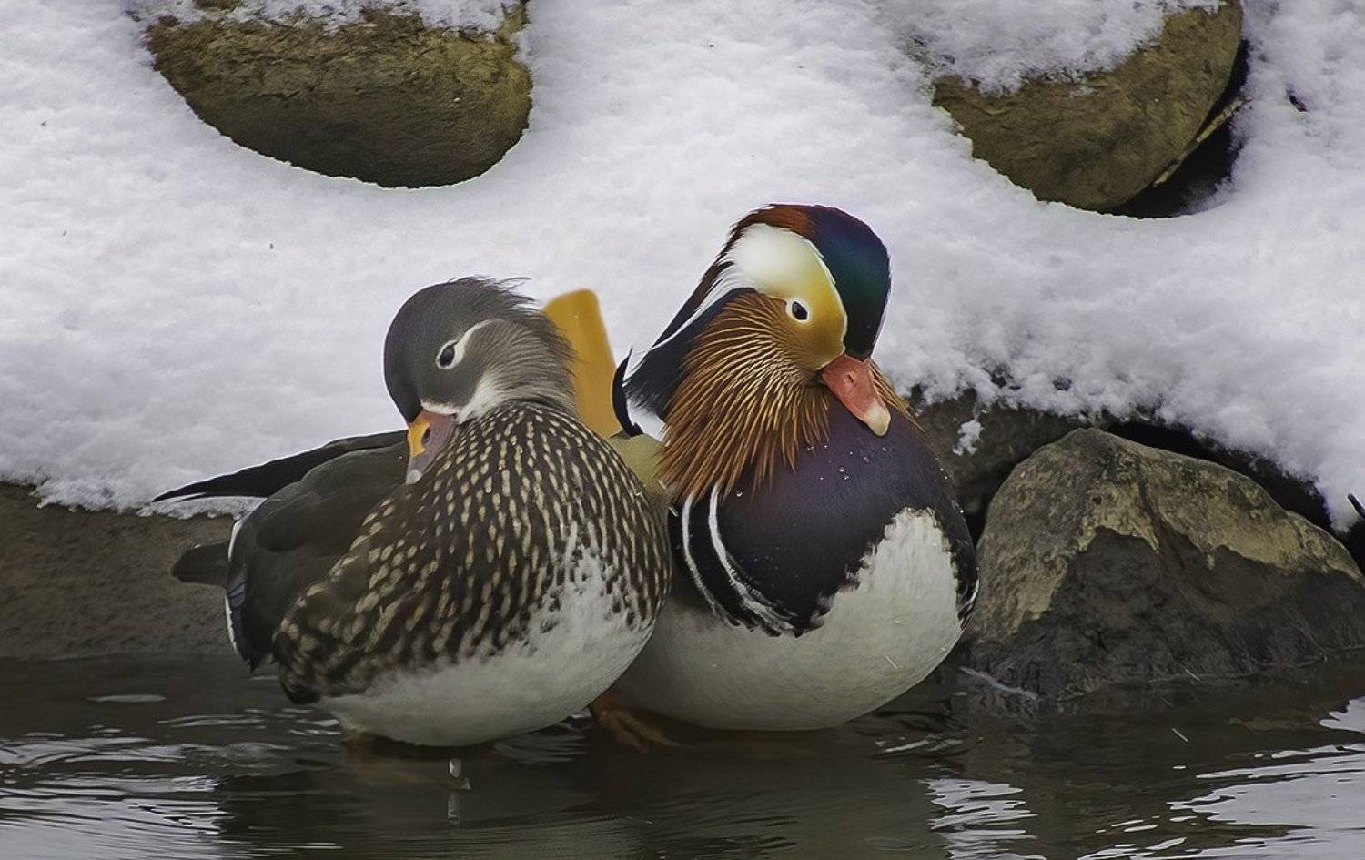 птицы, мандаринки, зима, Наталия Сытина